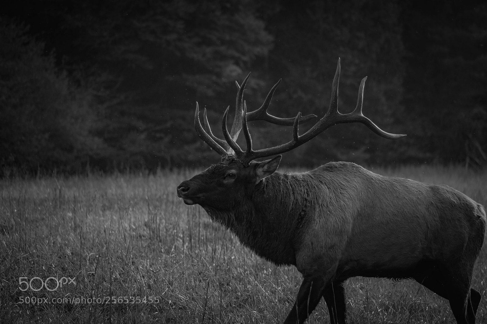 Canon EOS 1200D (EOS Rebel T5 / EOS Kiss X70 / EOS Hi) sample photo. Elk photography