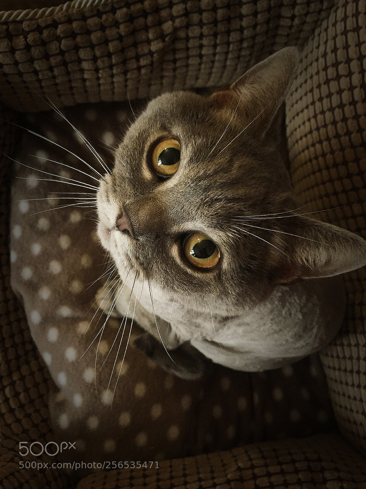 Apple iPhone 6 sample photo. My cat photography