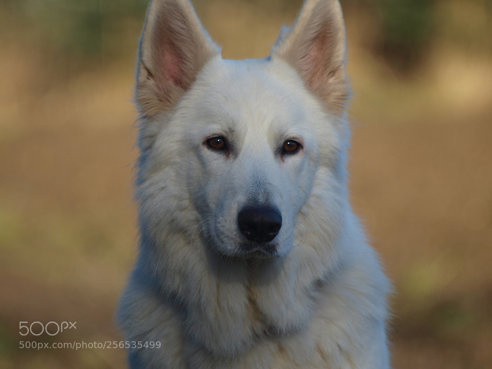 Olympus E-3 sample photo. Filou photography