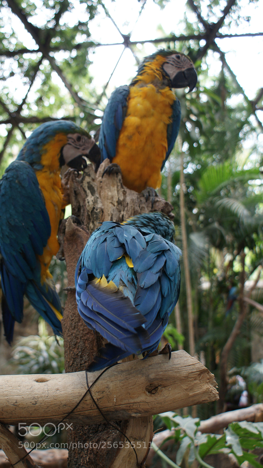 Sony DT 18-70mm F3.5-5.6 sample photo. La inteligencia se les photography