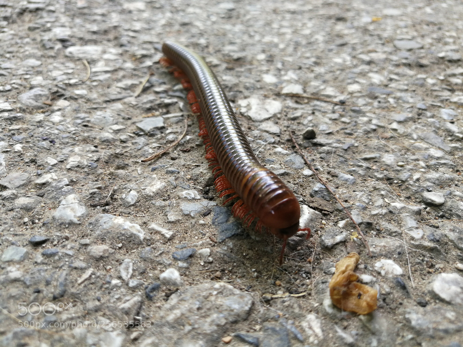 HUAWEI P10 Plus sample photo. Untitled photography
