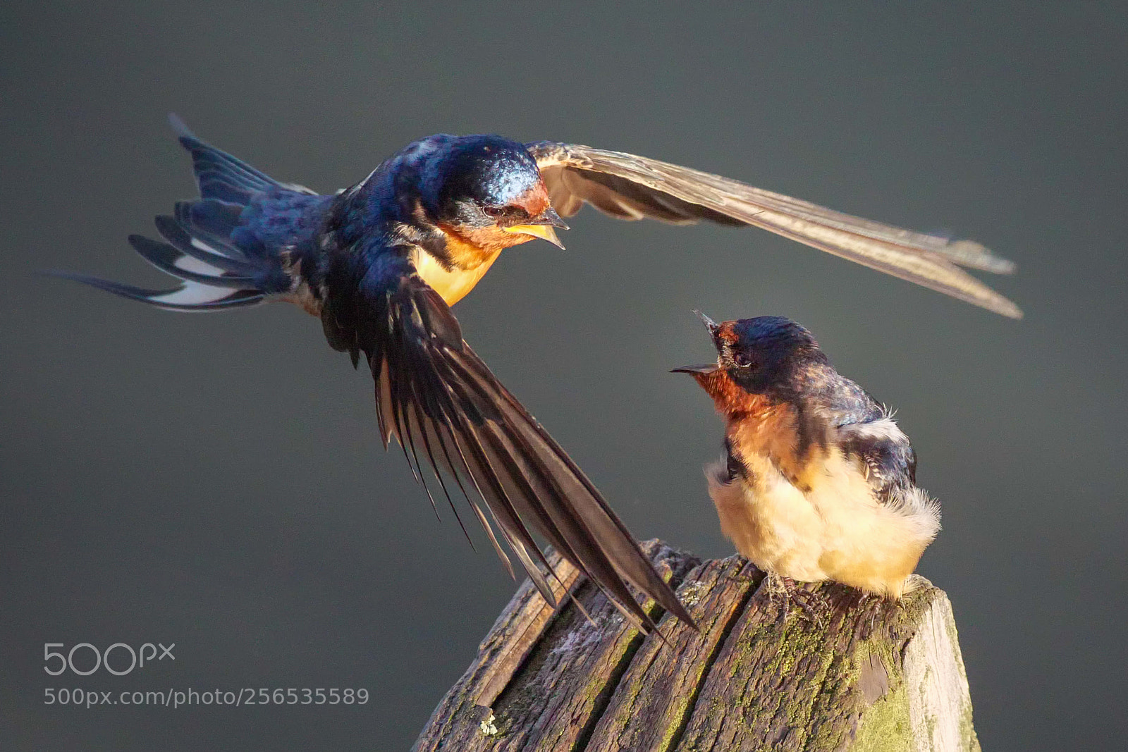 Panasonic Lumix DC-G9 sample photo. Barn swallows photography