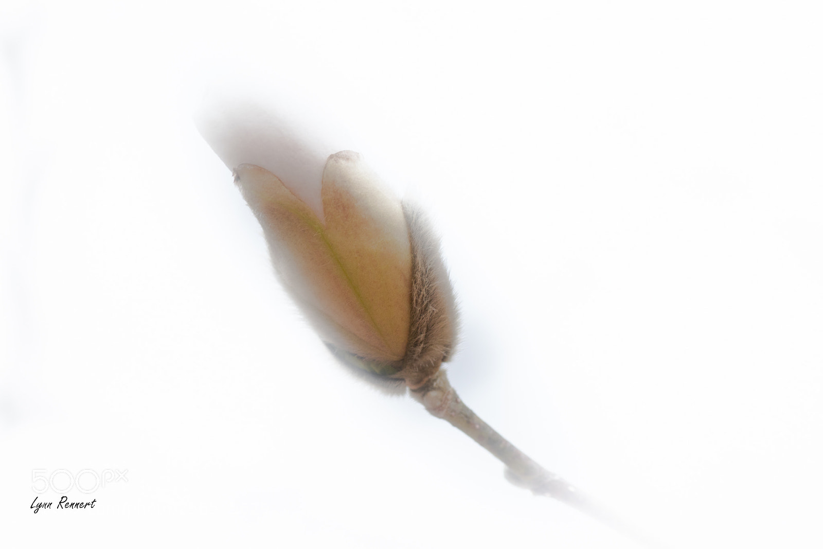 Sony ILCA-77M2 sample photo. Magnolia blossom photography