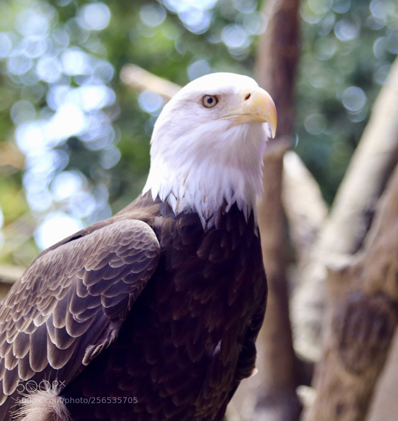Canon EOS 80D sample photo. Bald eagle  photography