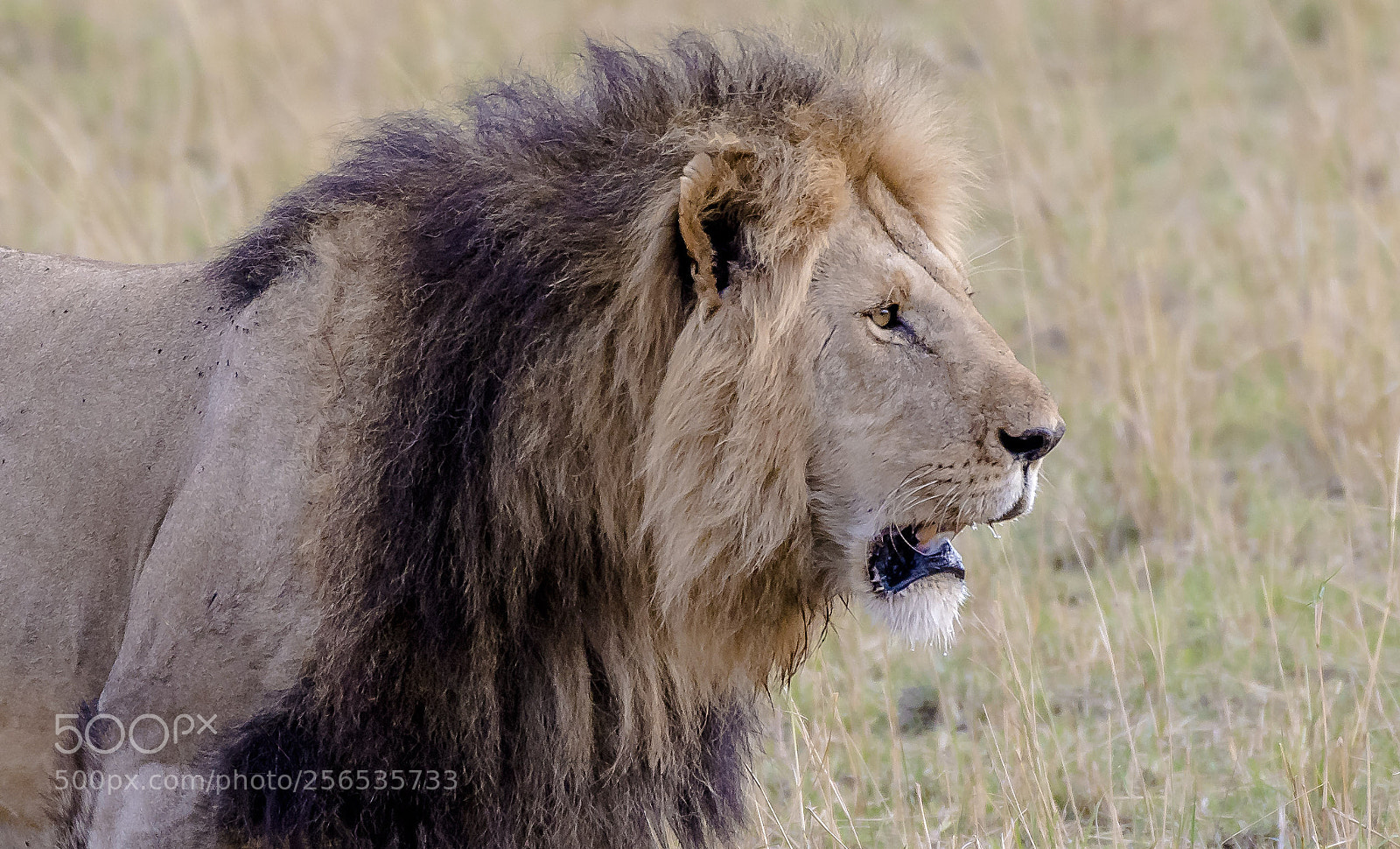 Nikon D500 sample photo. The king . . . photography