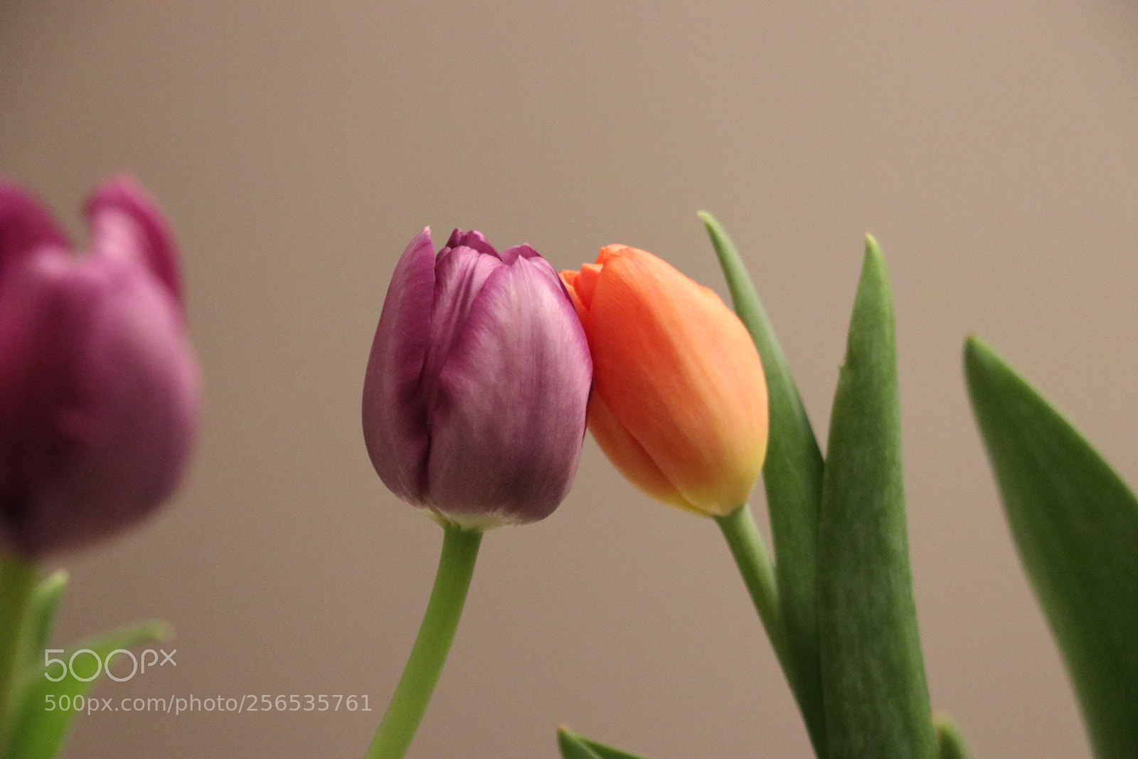 Canon EOS 80D sample photo. Kiss photography