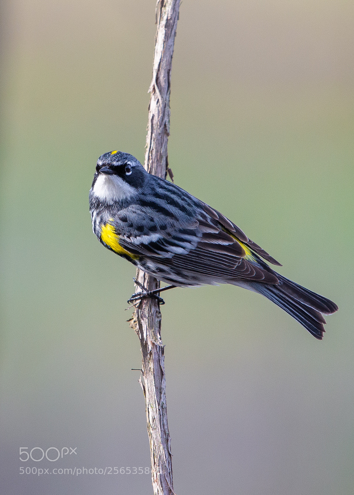 Nikon D610 sample photo. Yellow-rumped warbler photography