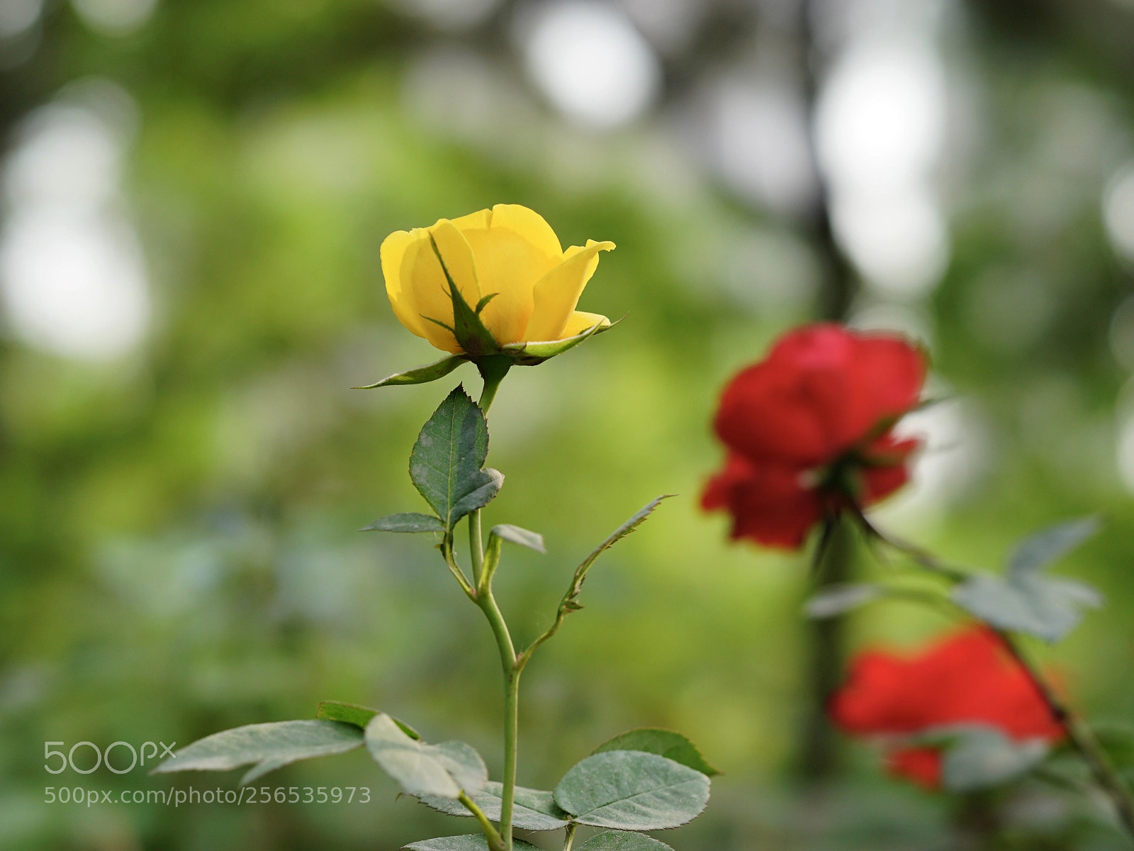 Sony a7 II sample photo. 争艳 photography