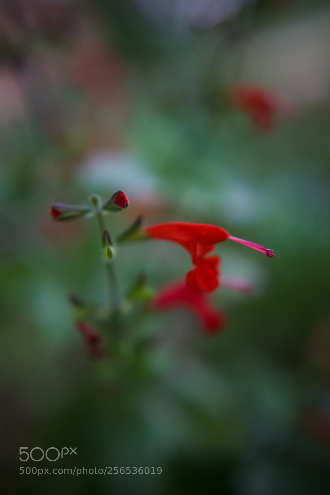 Canon EOS 5D Mark II sample photo. Just call me scarlett photography