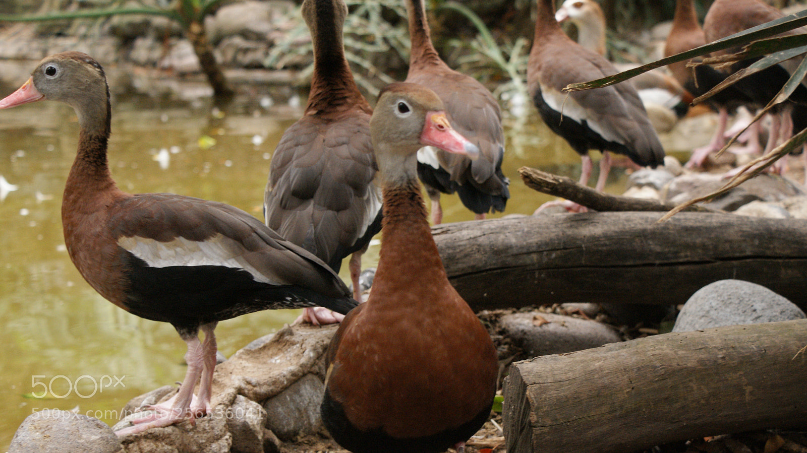 Sony DT 18-70mm F3.5-5.6 sample photo. Ducks photography