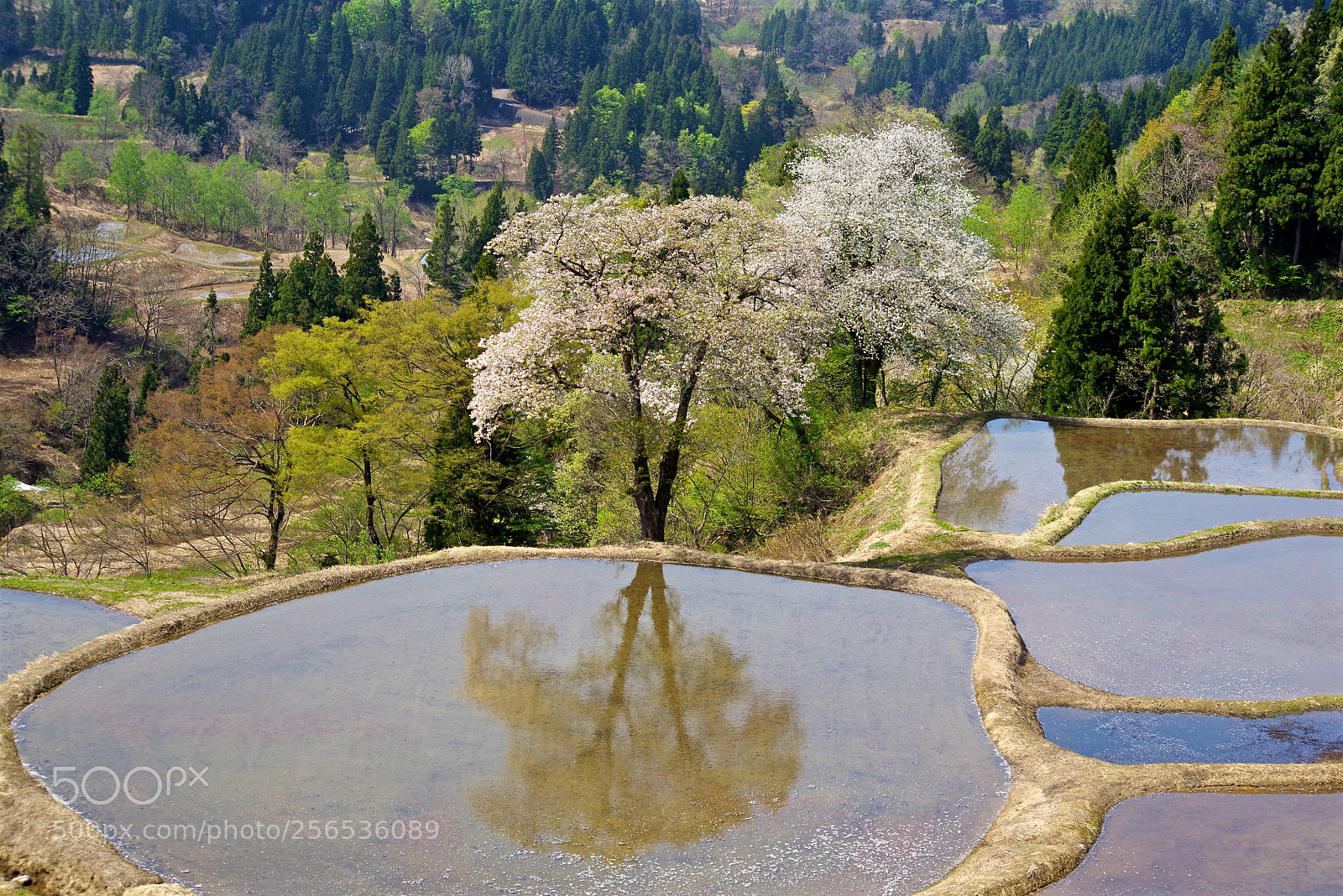 Pentax K-1 sample photo. Cherry tree in the photography