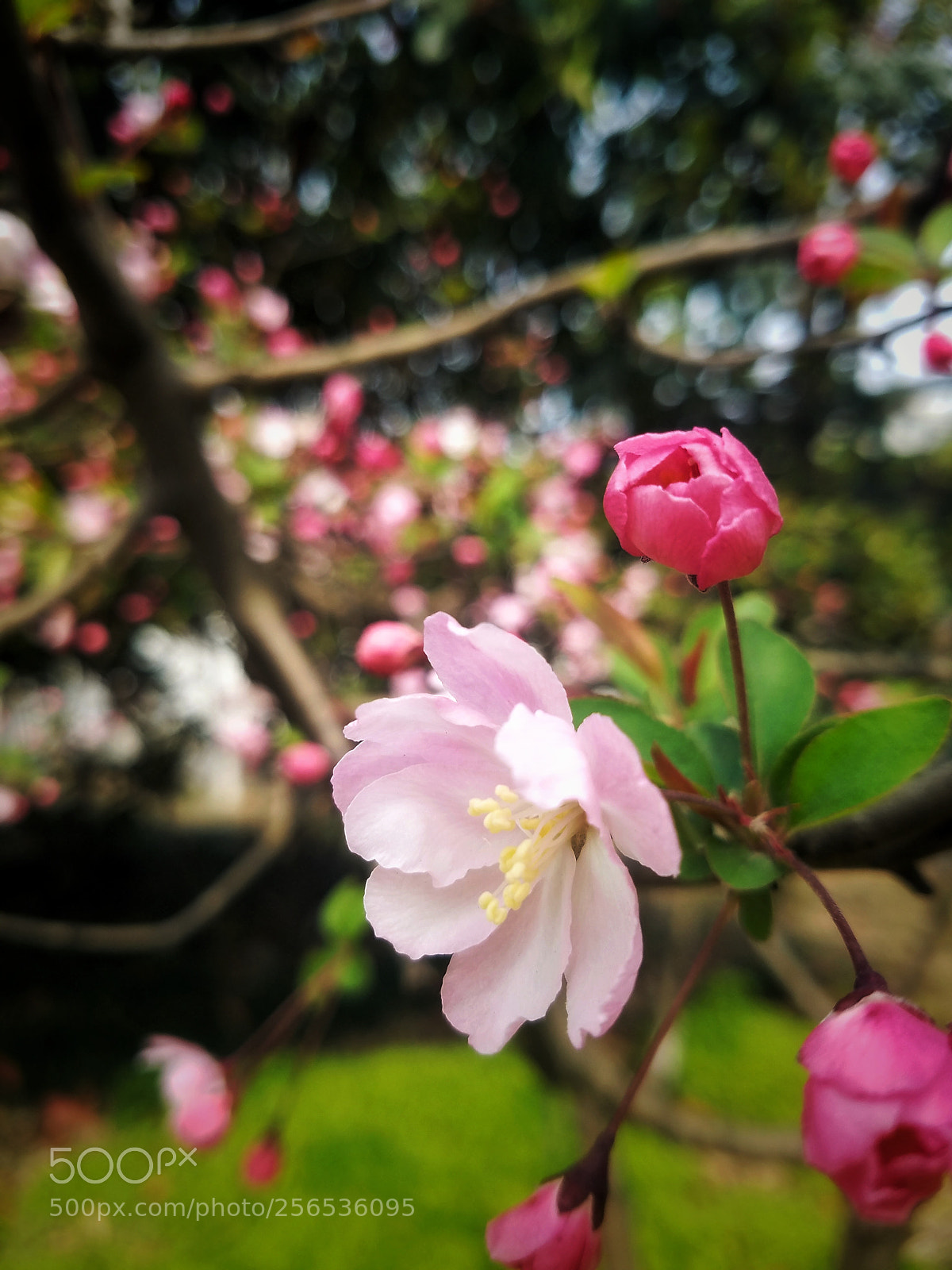 Samsung Galaxy S7 Edge sample photo. 樱花? photography