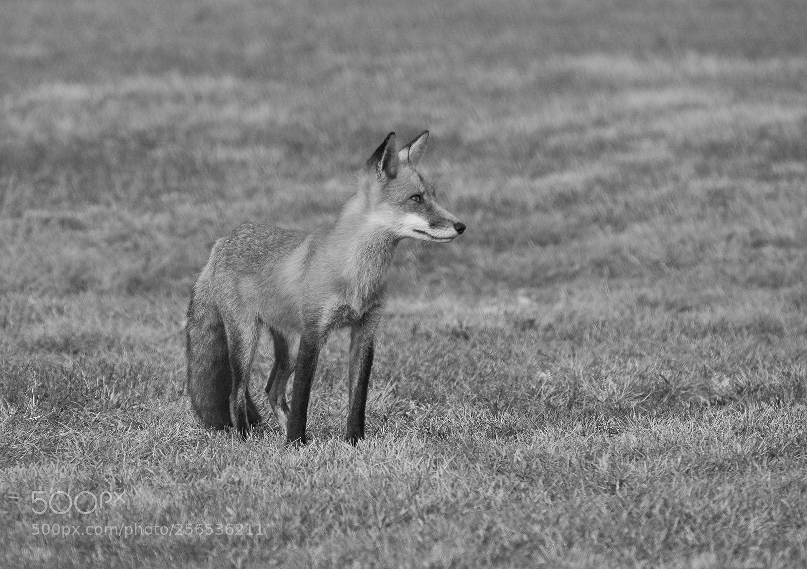 Nikon D7100 sample photo. Always on the lookout photography