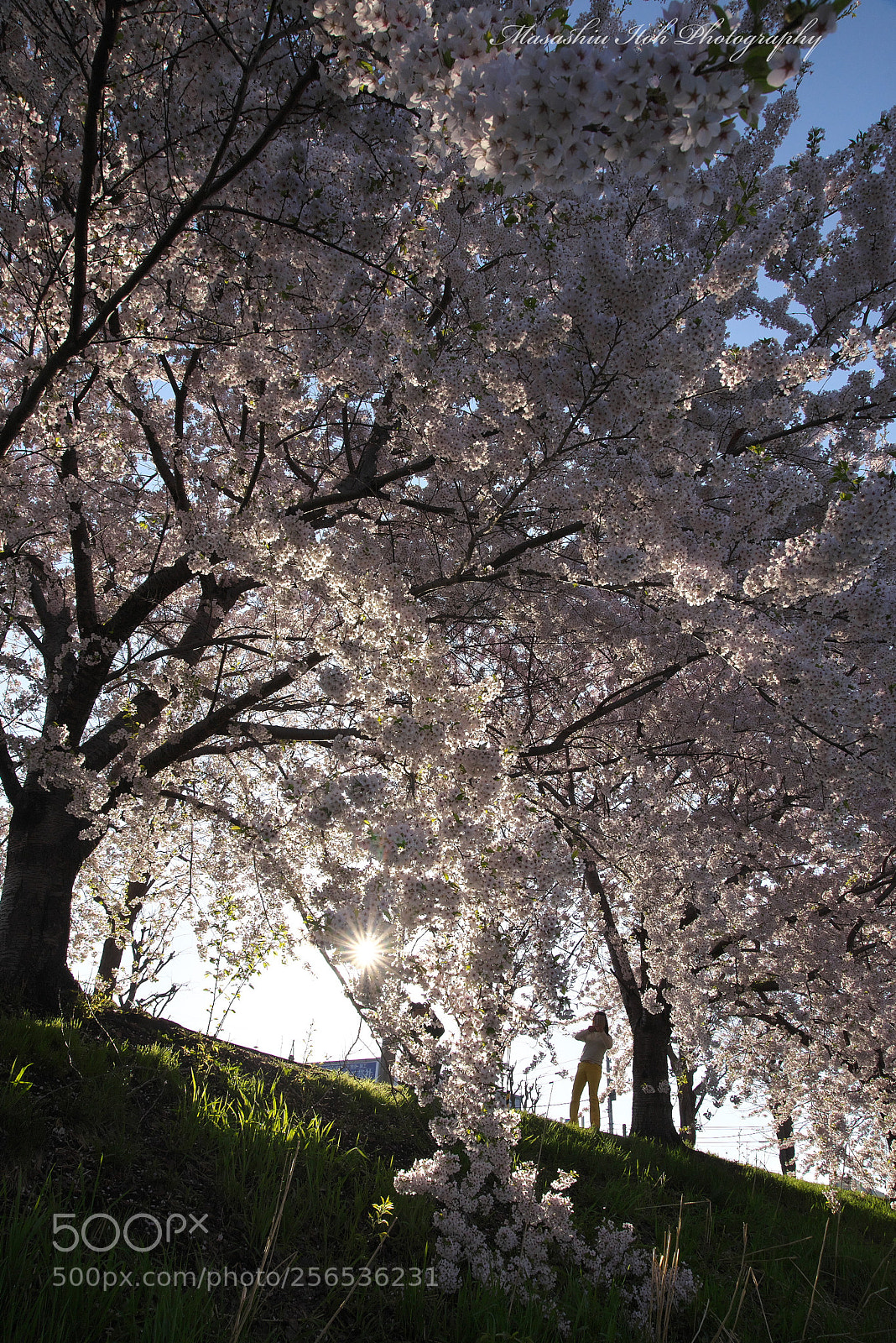 Nikon D610 sample photo. Everybody's sakura photography