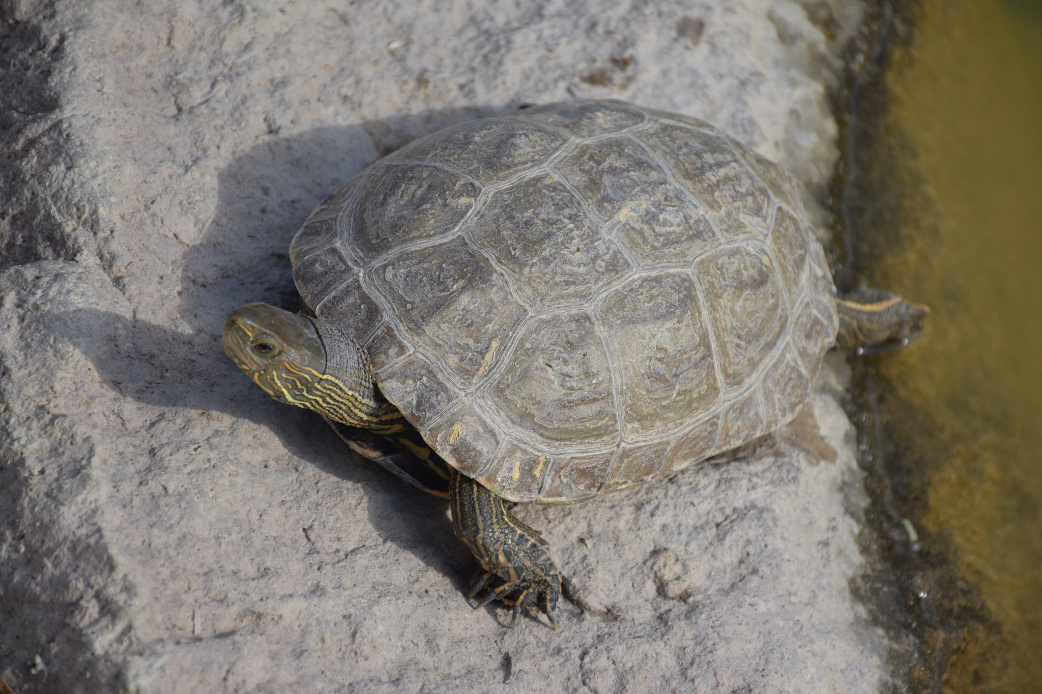 Nikon D5600 sample photo. Turtle.... photography