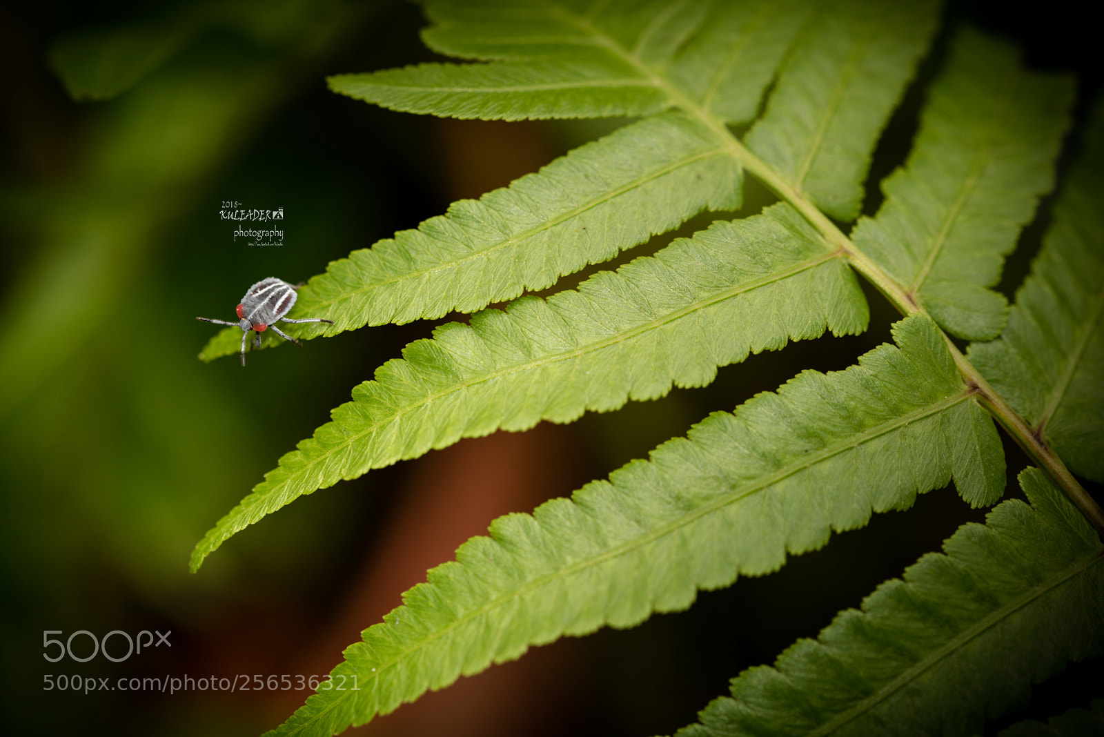Nikon D750 sample photo. Stop photography
