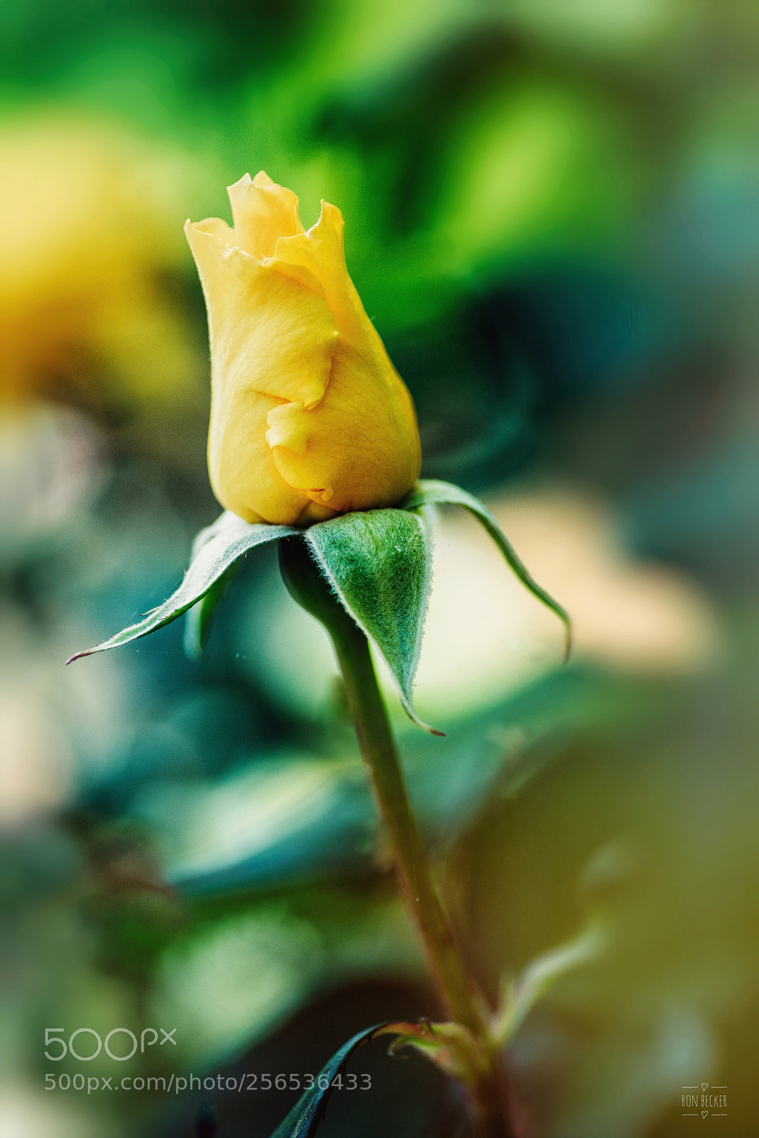 Nikon D750 sample photo. Love waiting to blossom  photography