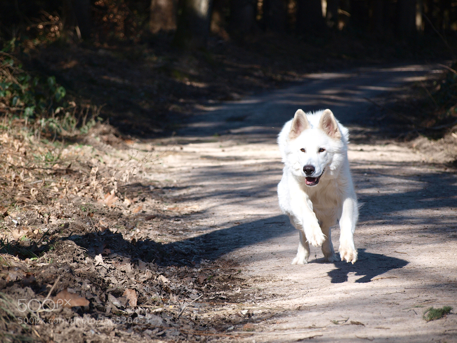 Olympus E-520 (EVOLT E-520) sample photo. Filou photography