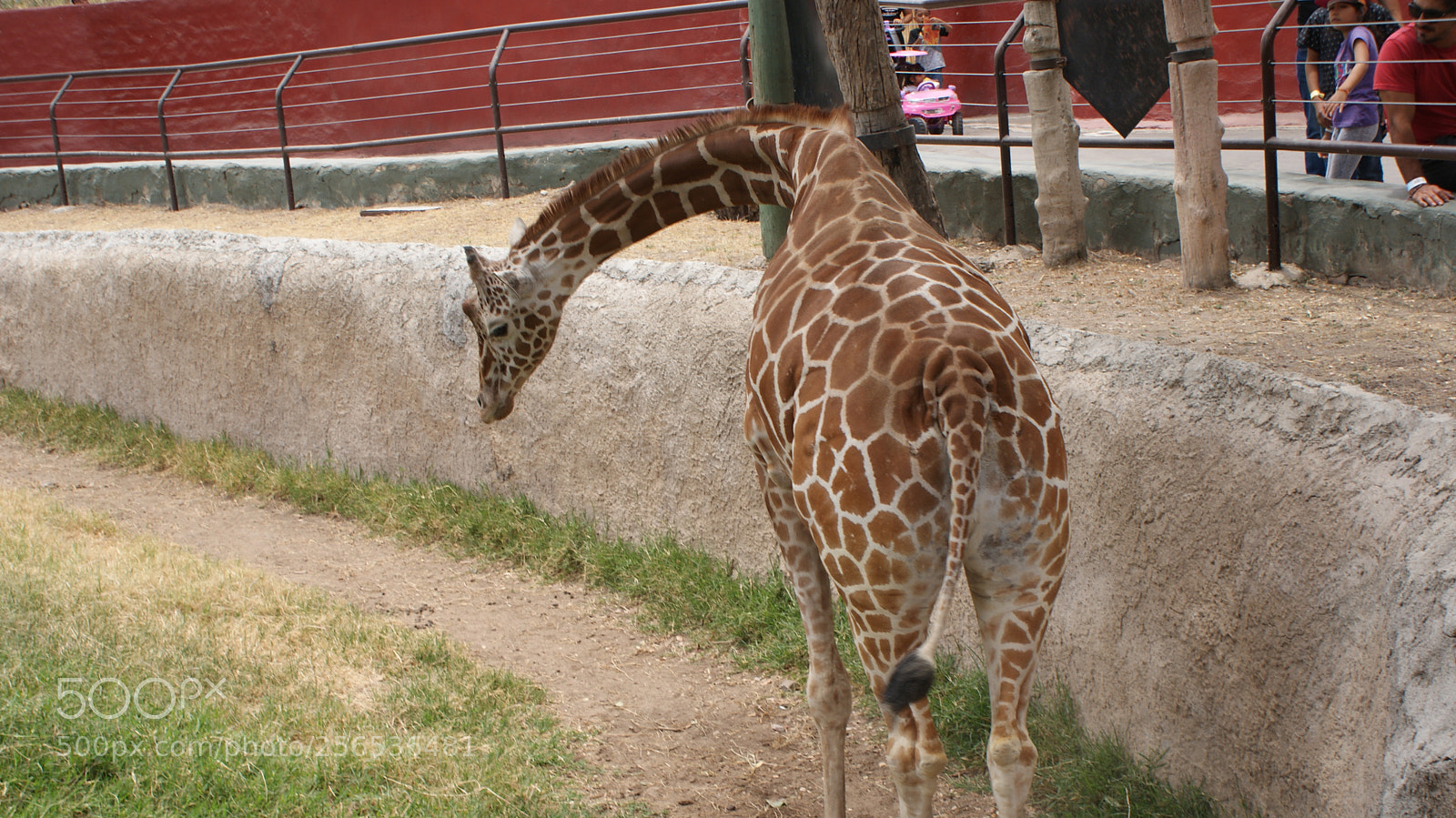 Sony DT 18-70mm F3.5-5.6 sample photo. Los animales no odian photography