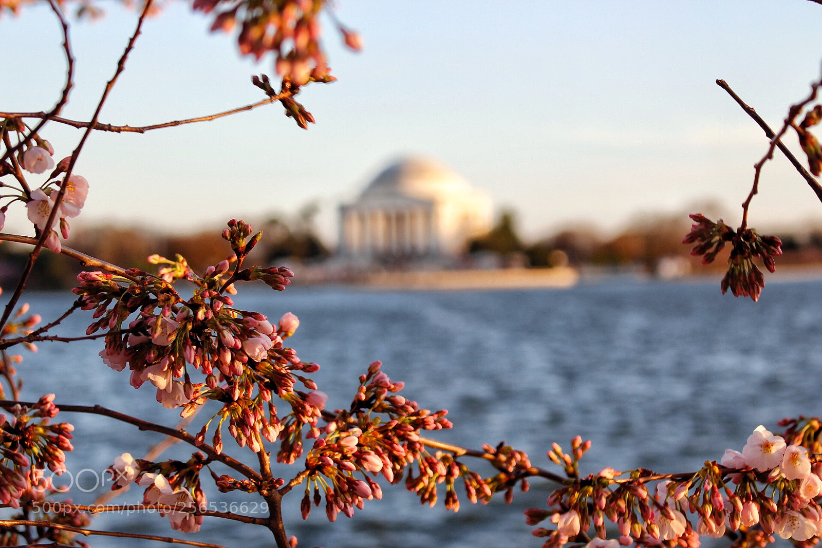 Canon EOS 700D (EOS Rebel T5i / EOS Kiss X7i) sample photo. Jefferson and blossoming flower photography