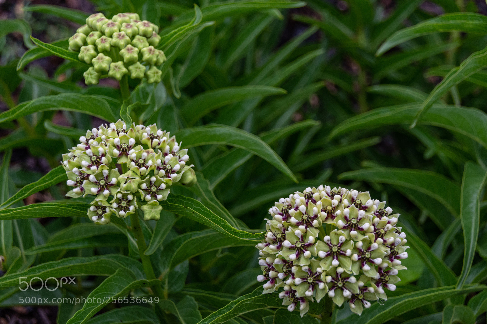 Nikon D7100 sample photo. Milkweed blooming photography