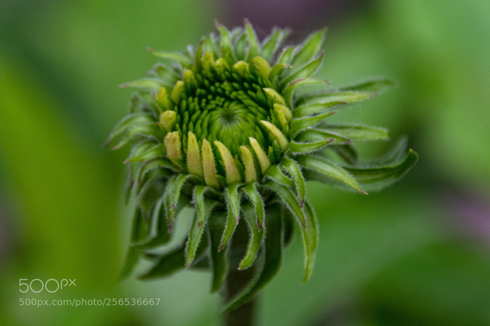 Nikon D7100 sample photo. Coneflower rising photography