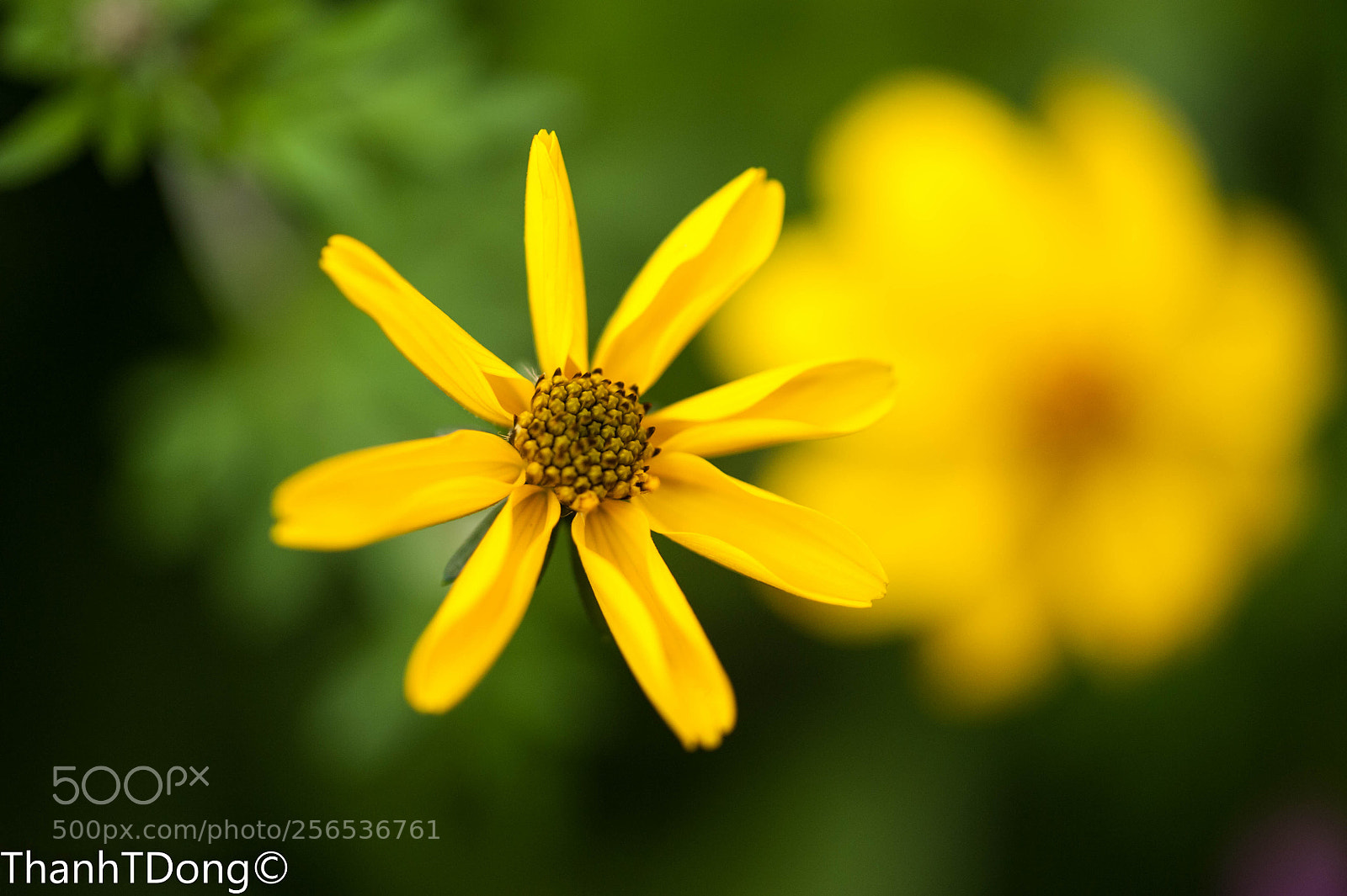Nikon D700 sample photo. Yellow photography