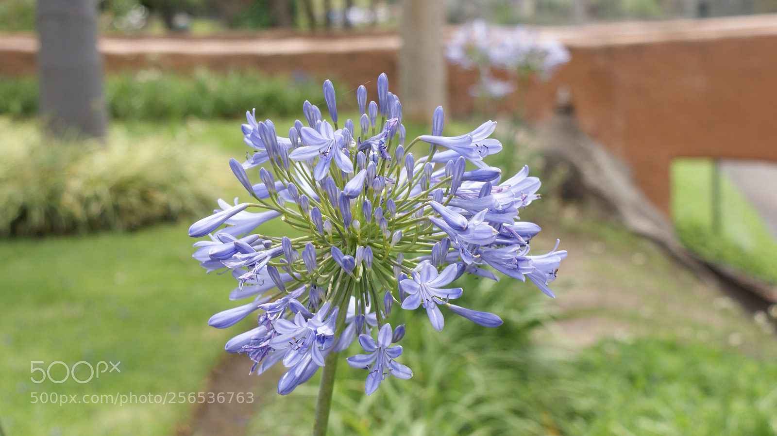 Sony DT 18-70mm F3.5-5.6 sample photo. Flower photography