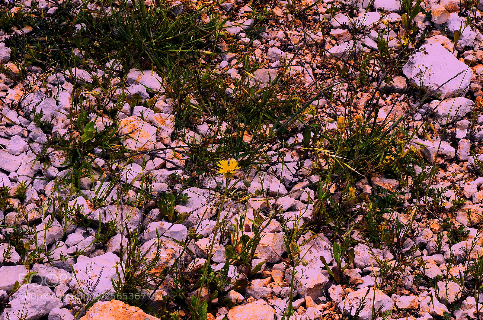 Nikon D7000 sample photo. Wild flowers photography