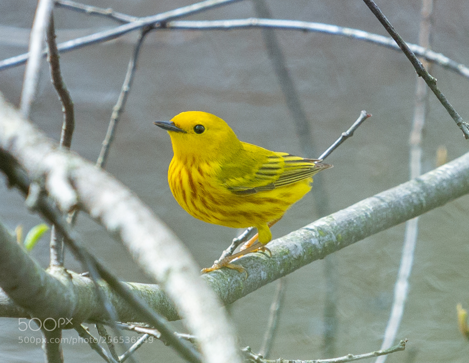 Nikon D610 sample photo. Male yellow warbler photography