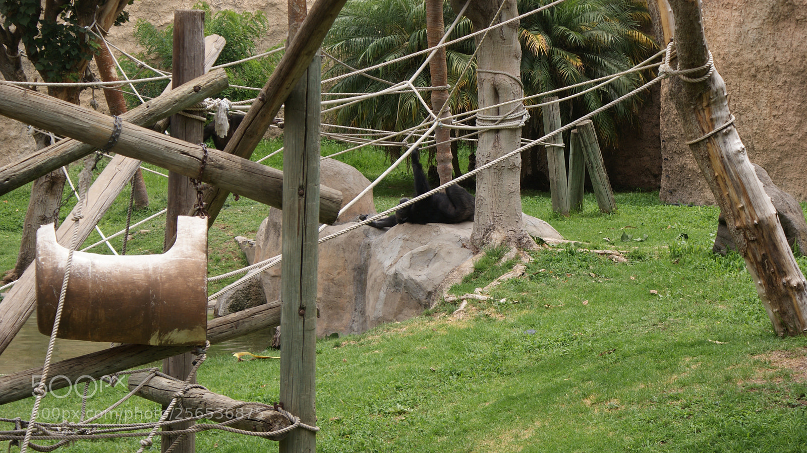 Sony DT 18-70mm F3.5-5.6 sample photo. Son demasiado buenos para photography