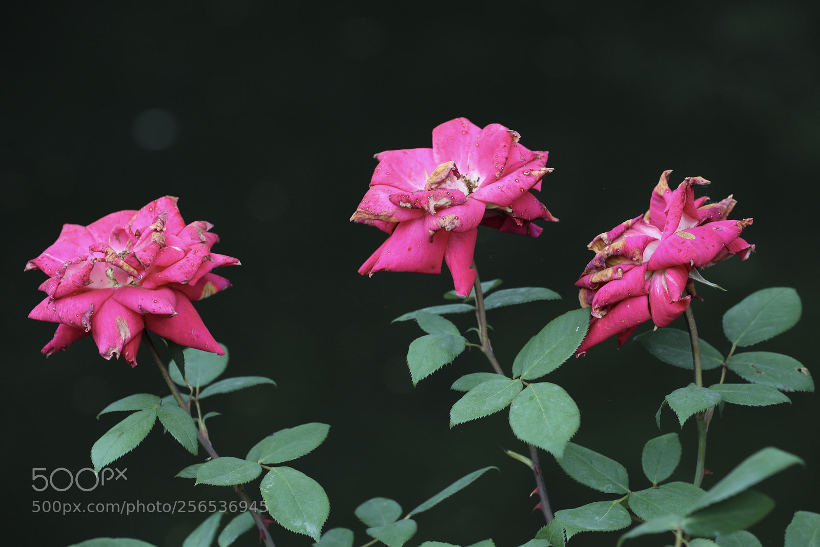 Canon EOS 5D Mark IV sample photo. 月季 photography