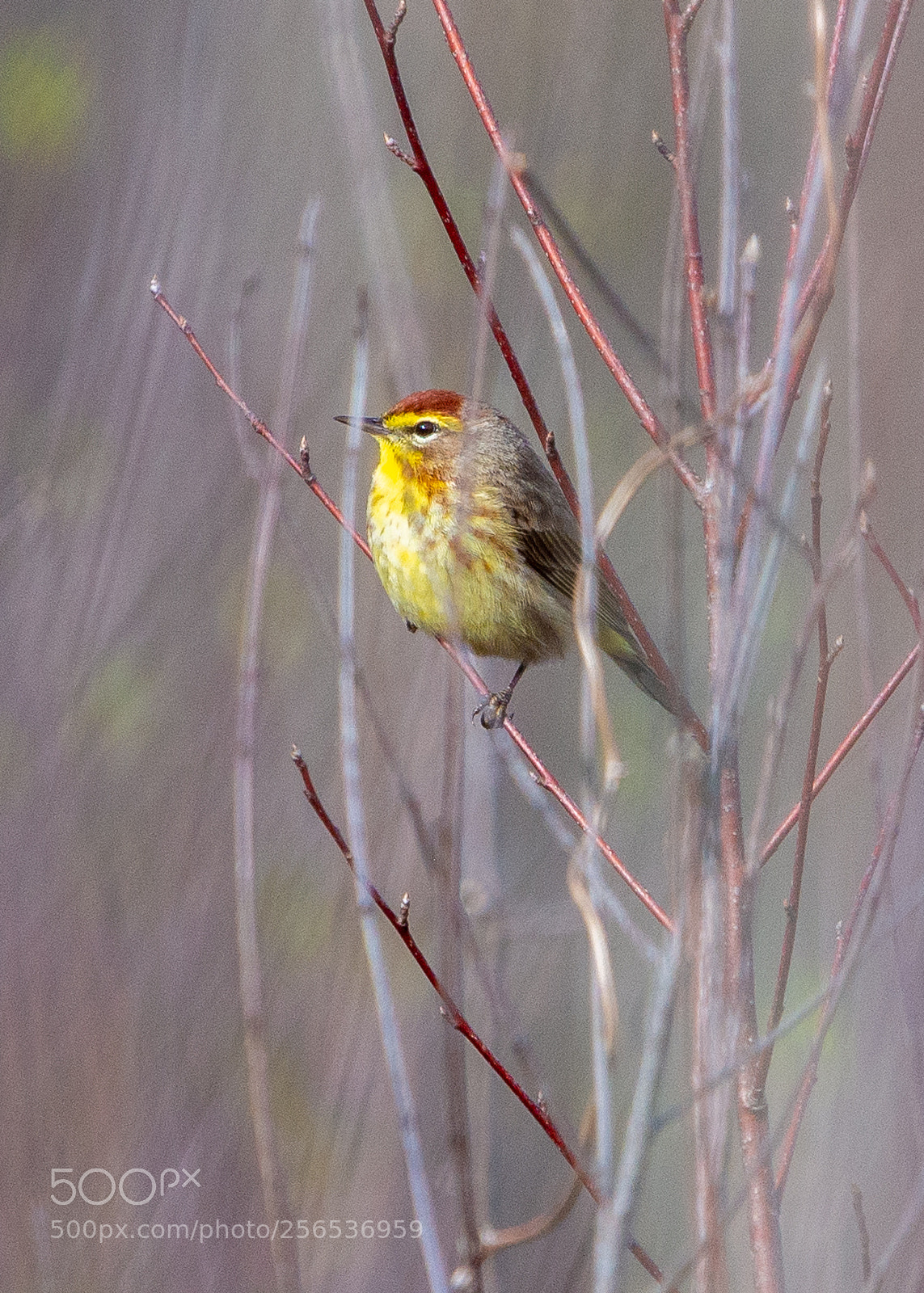 Nikon D610 sample photo. Palm warbler photography