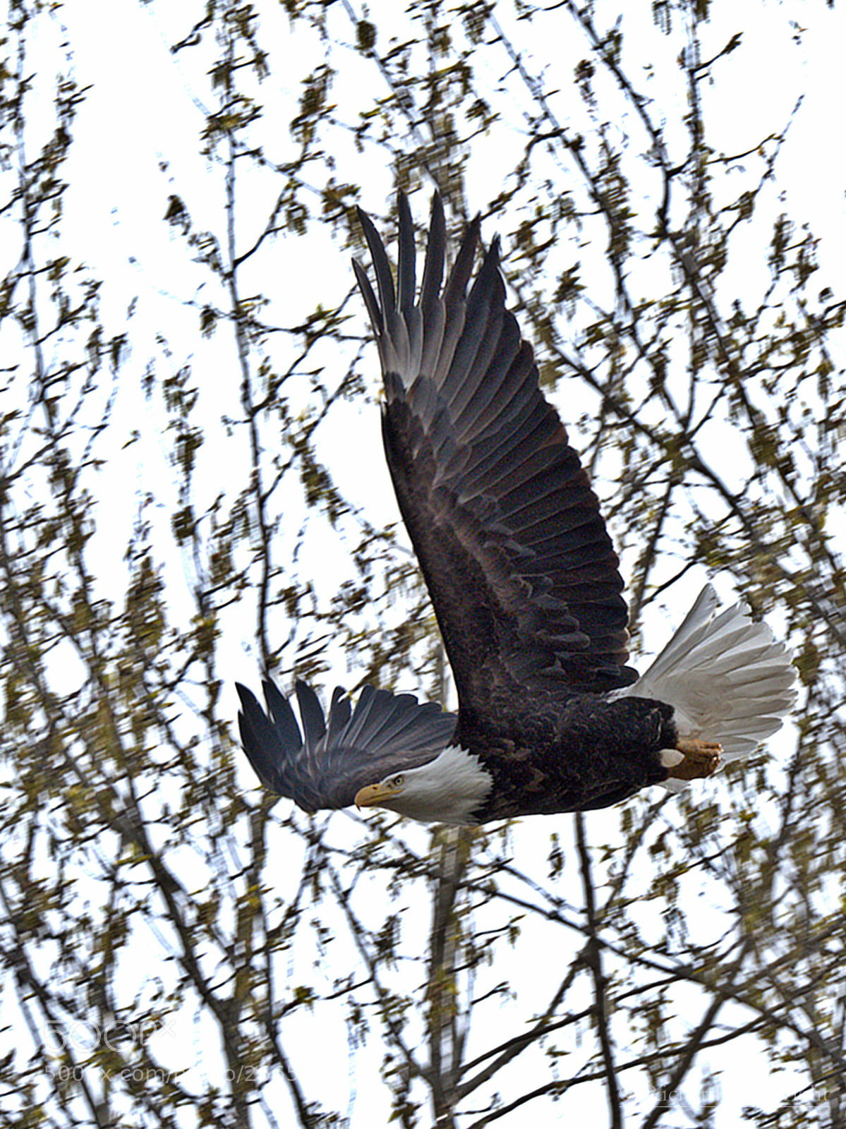 Olympus OM-D E-M1 Mark II sample photo. Eagle in yesler swamp photography