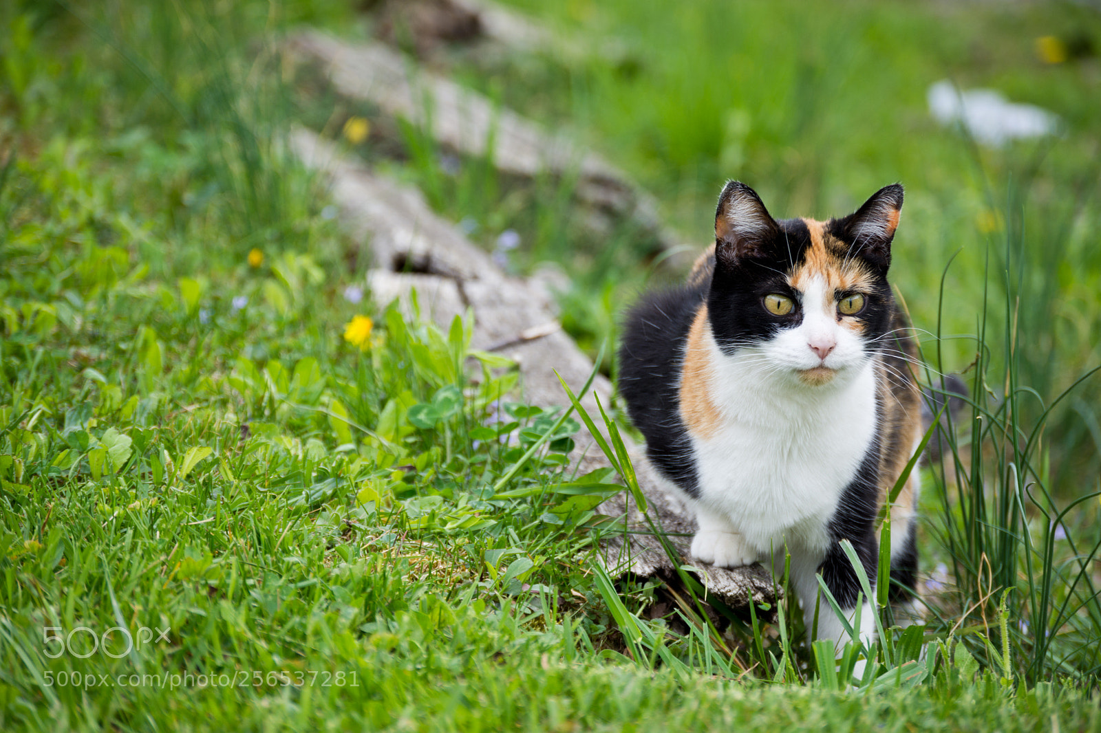 Nikon D7200 sample photo. Cat photography