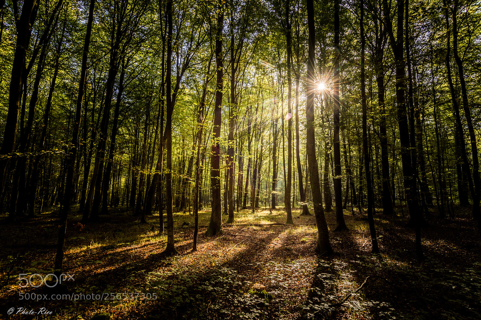 Nikon D7200 sample photo. Forêt enchantée photography