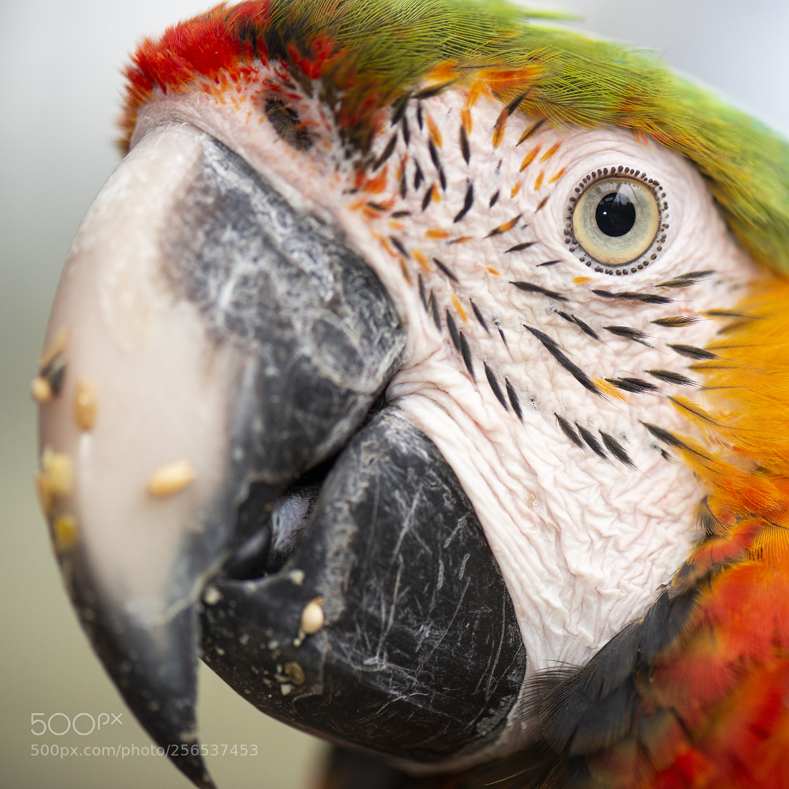 Nikon D800 sample photo. Close up of the photography