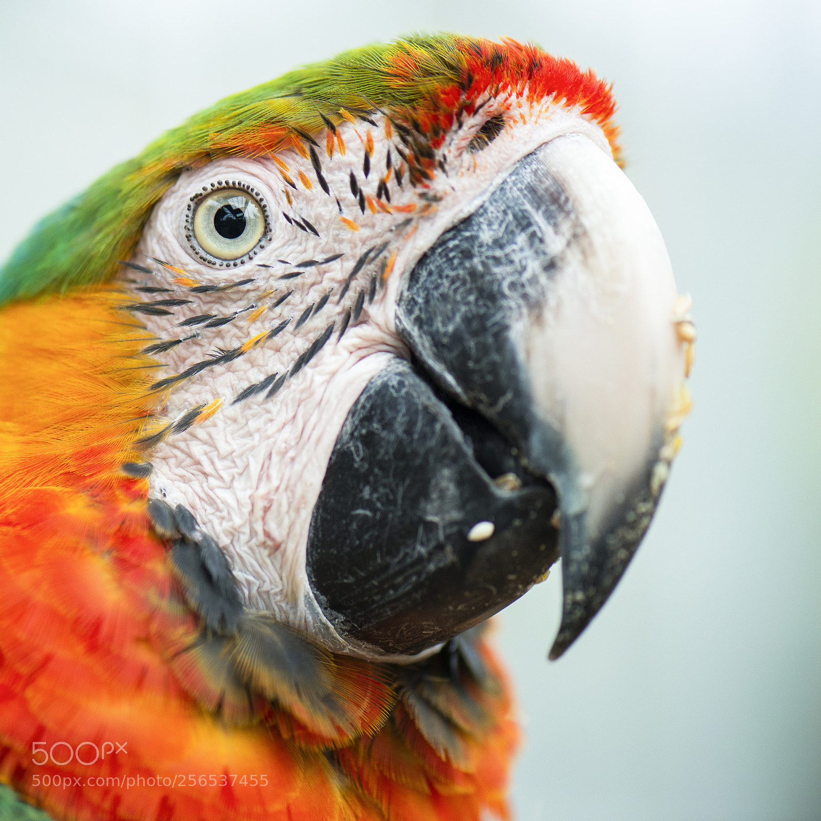 Nikon D800 sample photo. Close up of the photography