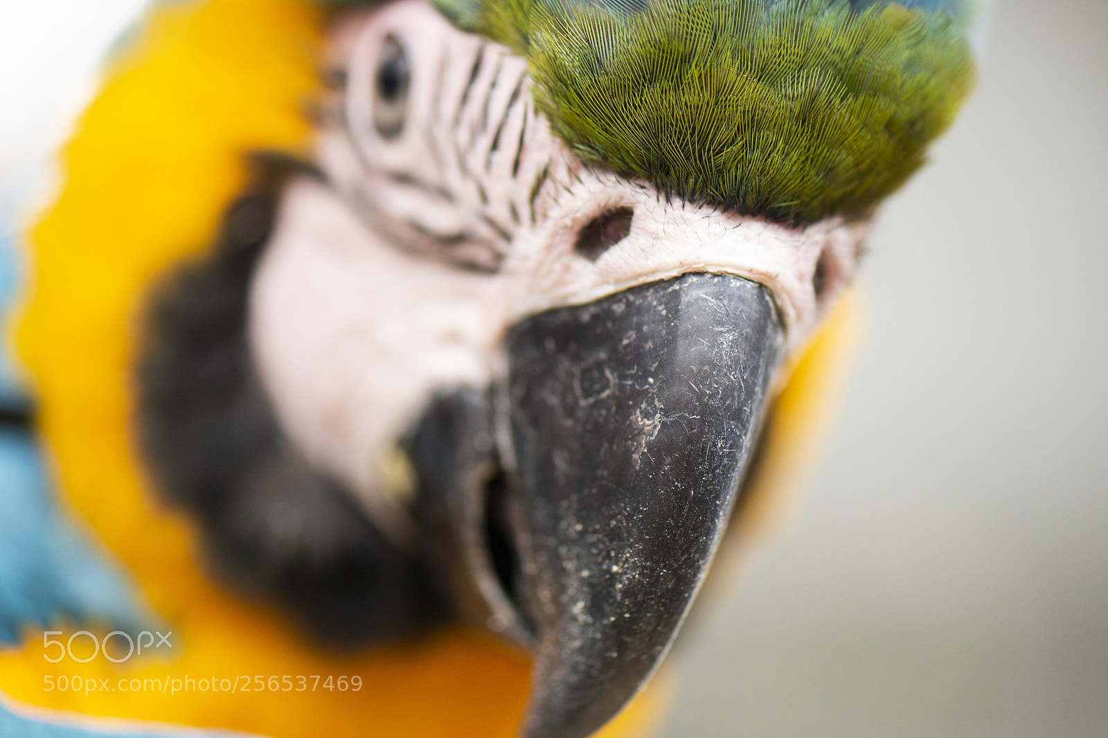 Nikon D800 sample photo. Close up of the photography