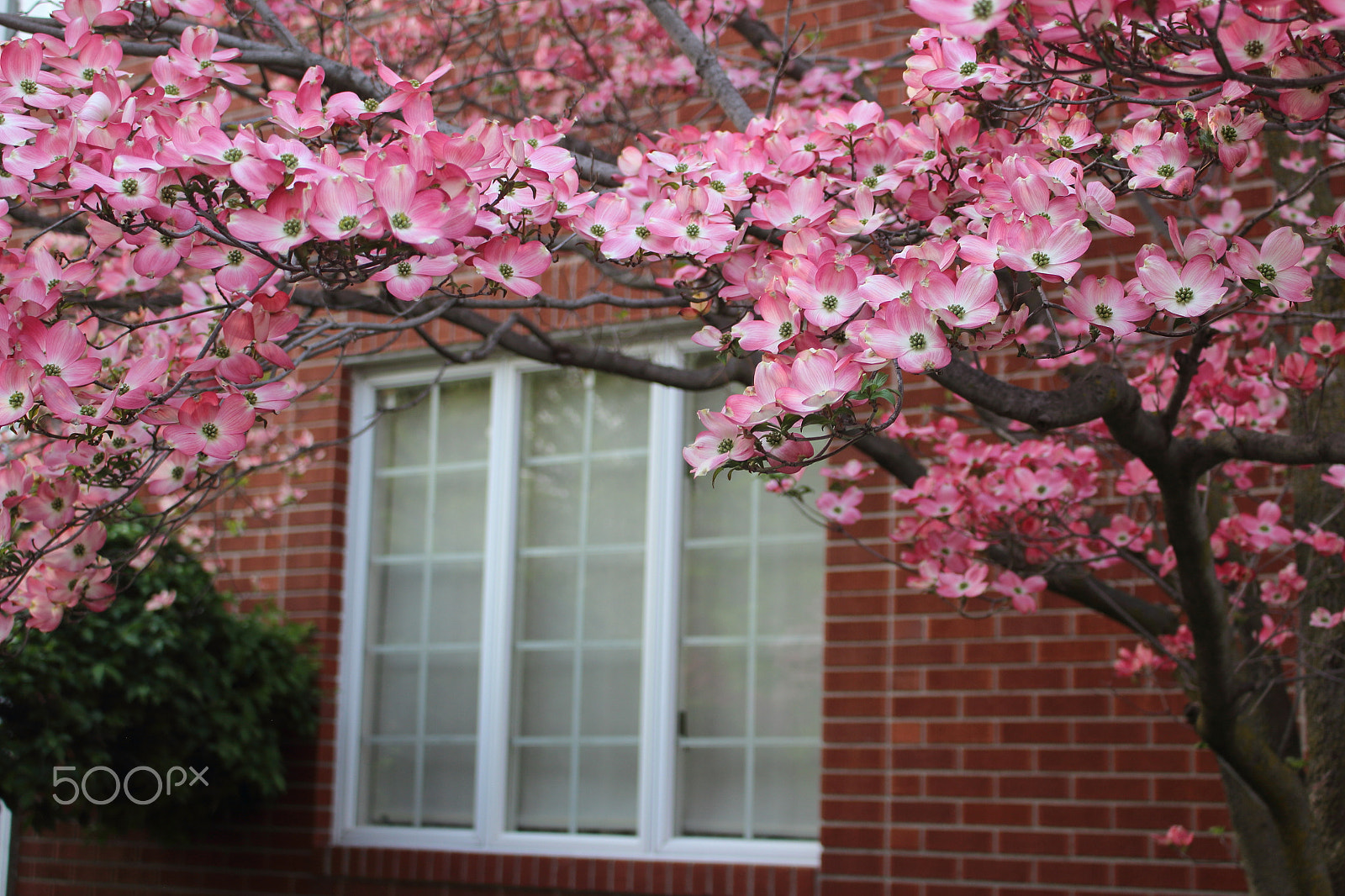 Canon EOS 100D (EOS Rebel SL1 / EOS Kiss X7) sample photo. Spring by the window photography