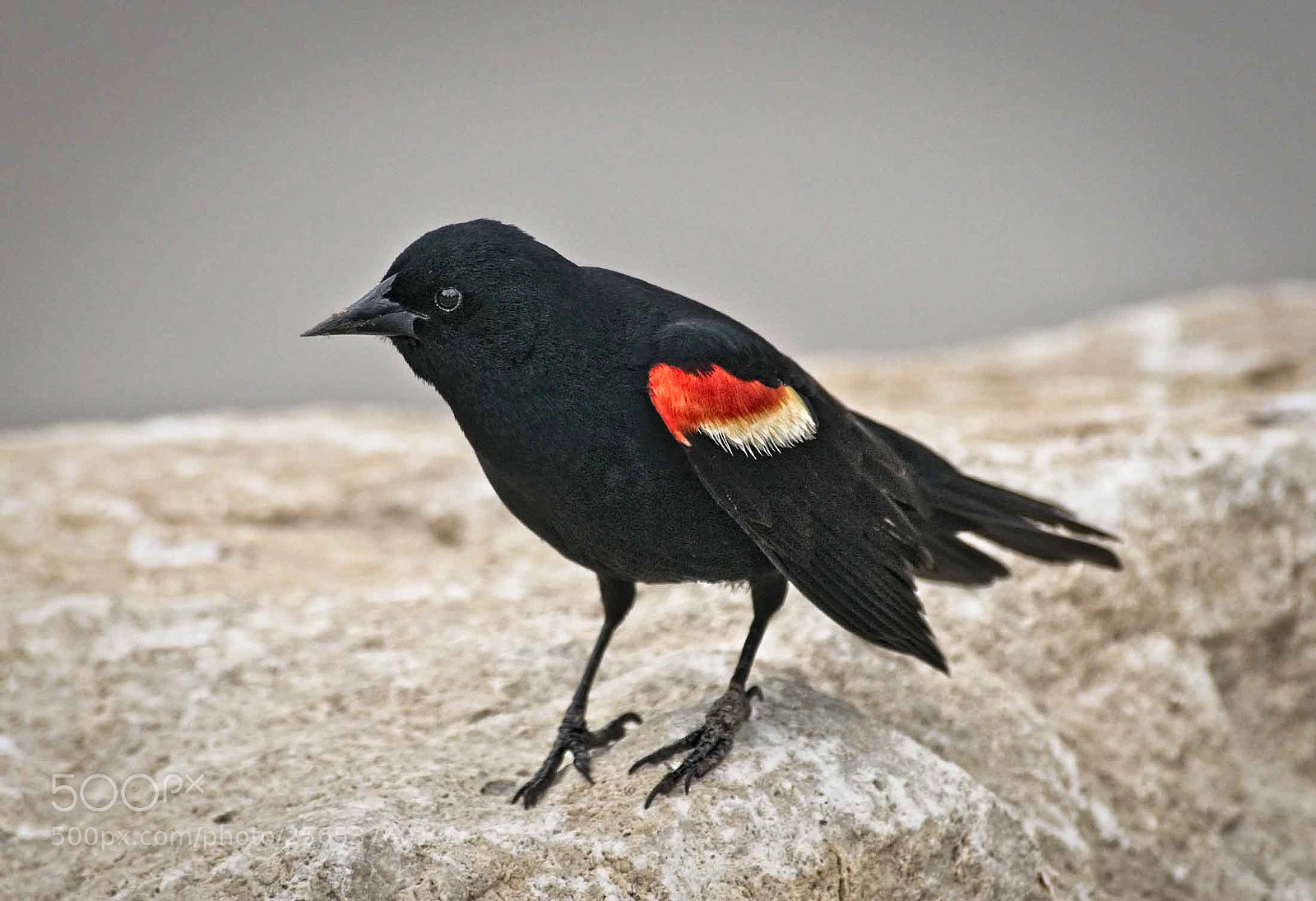Sony a7 II sample photo. Male redwing blackbird photography