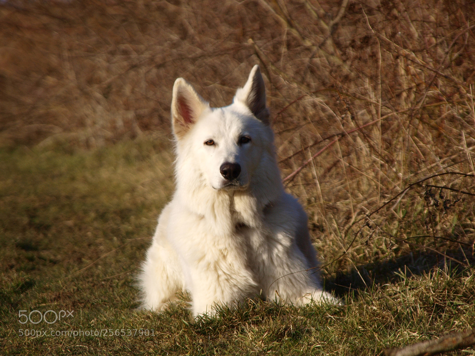 Olympus E-520 (EVOLT E-520) sample photo. Filou photography