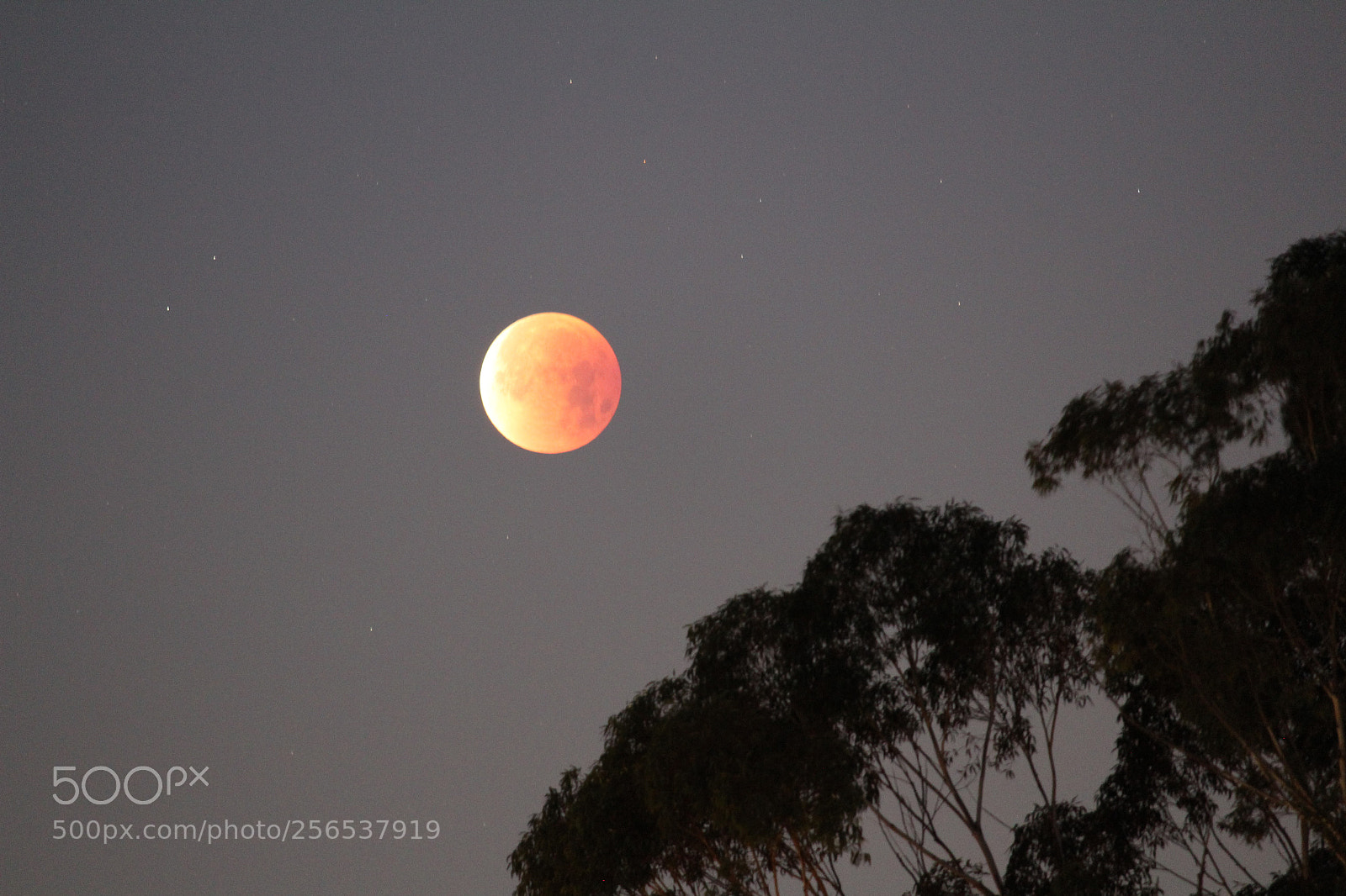 Canon EOS 1300D (EOS Rebel T6 / EOS Kiss X80) sample photo. Blood moon photography