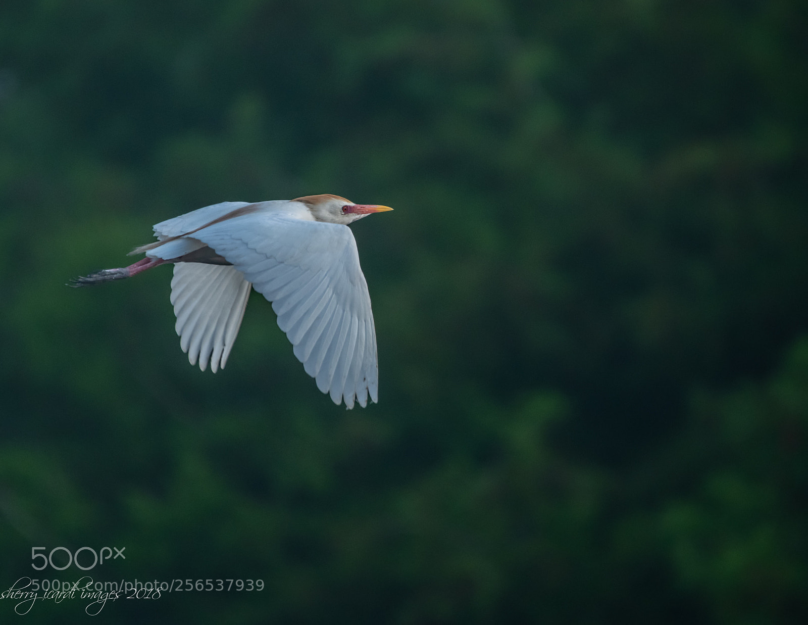 Nikon D850 sample photo. Cattle egret in flight  photography