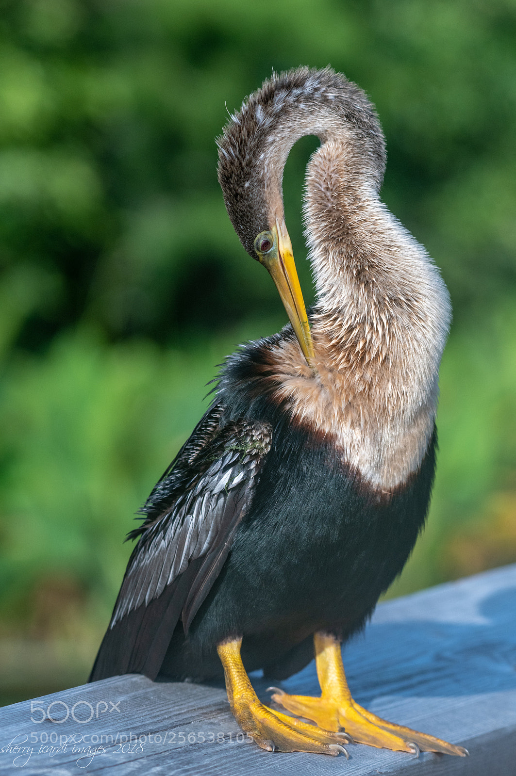 Nikon D850 sample photo. Anhinga posing in early photography