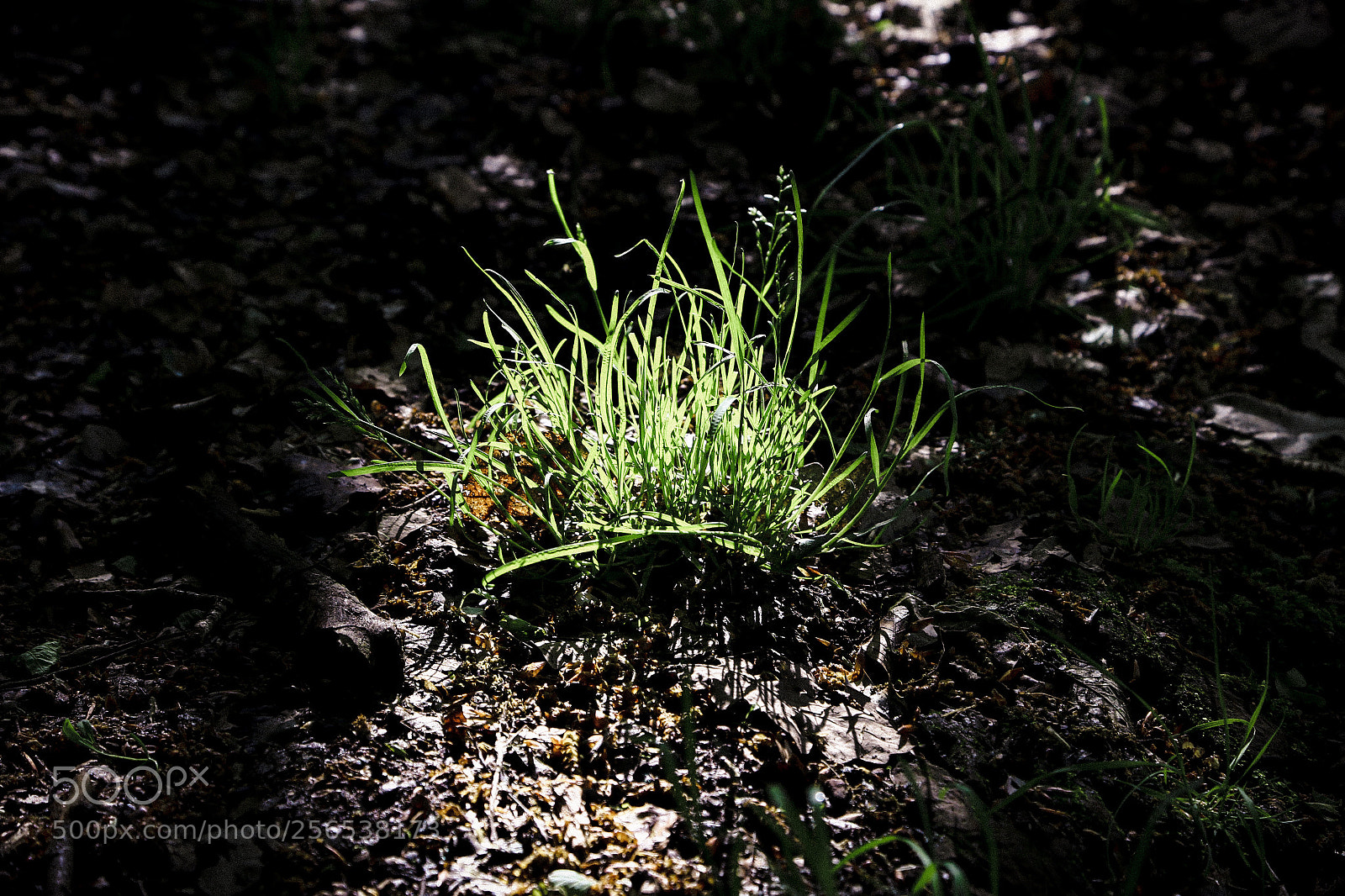 Canon EOS 6D sample photo. Enlighted photography