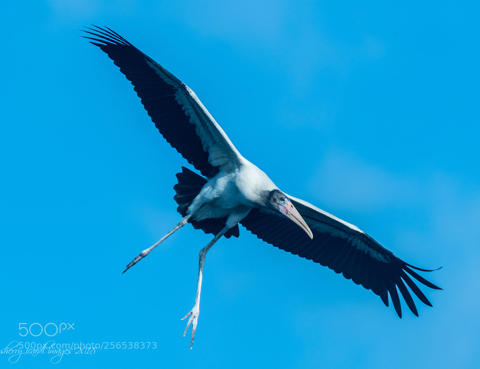 Nikon D850 sample photo. Wood stork learning to photography