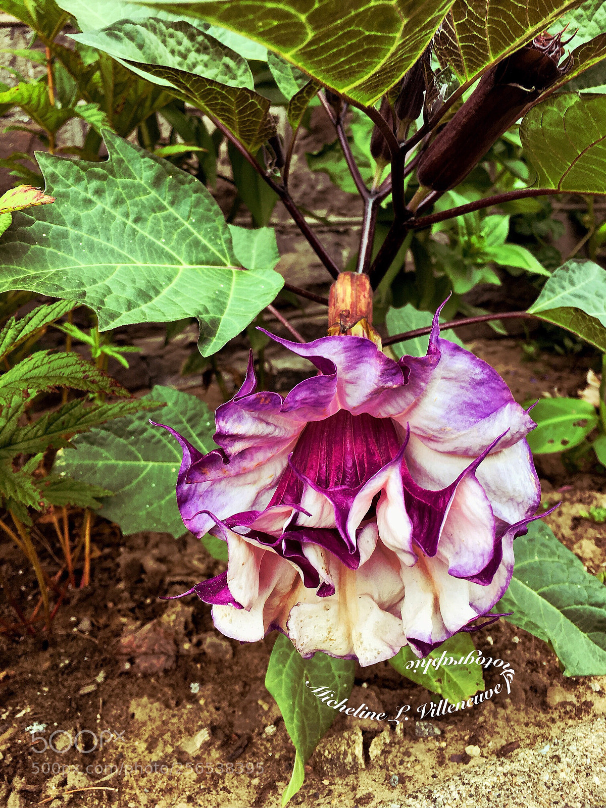 Apple iPhone 6s Plus sample photo. All photos-16579 photography