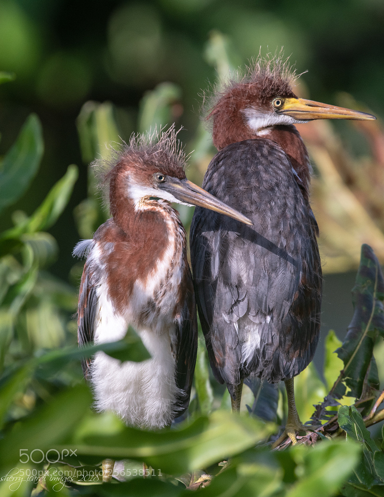 Nikon D850 sample photo. Tricolor heron chicks.   photography