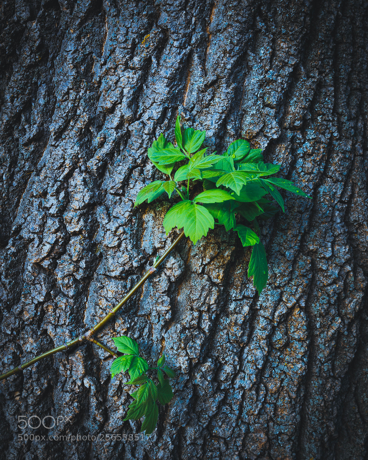 Canon EOS 5D Mark IV sample photo. This is spring photography